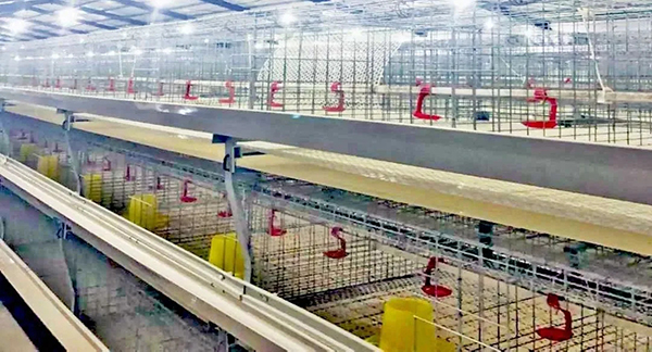 鸡养殖场用海信热泵采暖，成本0.22元/只