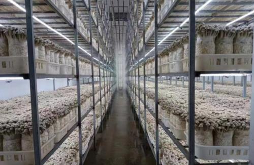 智能蘑菇方舱实现从“靠天吃饭”到“精准高产”的转变