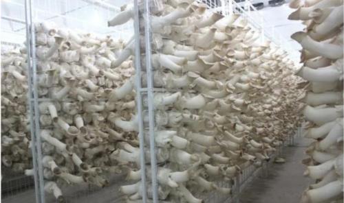 蘑菇方舱重塑食用菌产业，开启智能农业新篇章