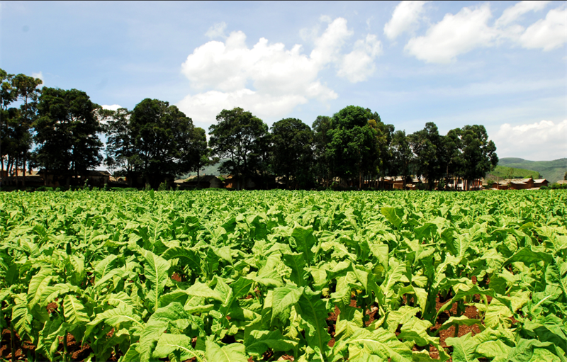 空气能热泵烘干机打造精品烟叶的秘诀