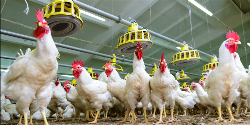 禽畜粪便类烘干机实现废弃物资源化利用