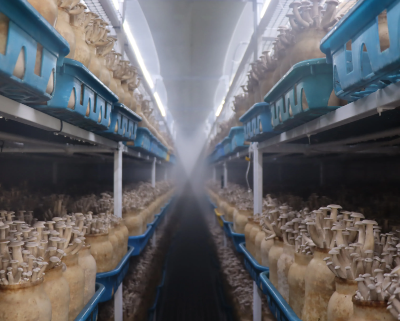 菌菇种植方舱：让菌菇种植告别“靠天吃饭”